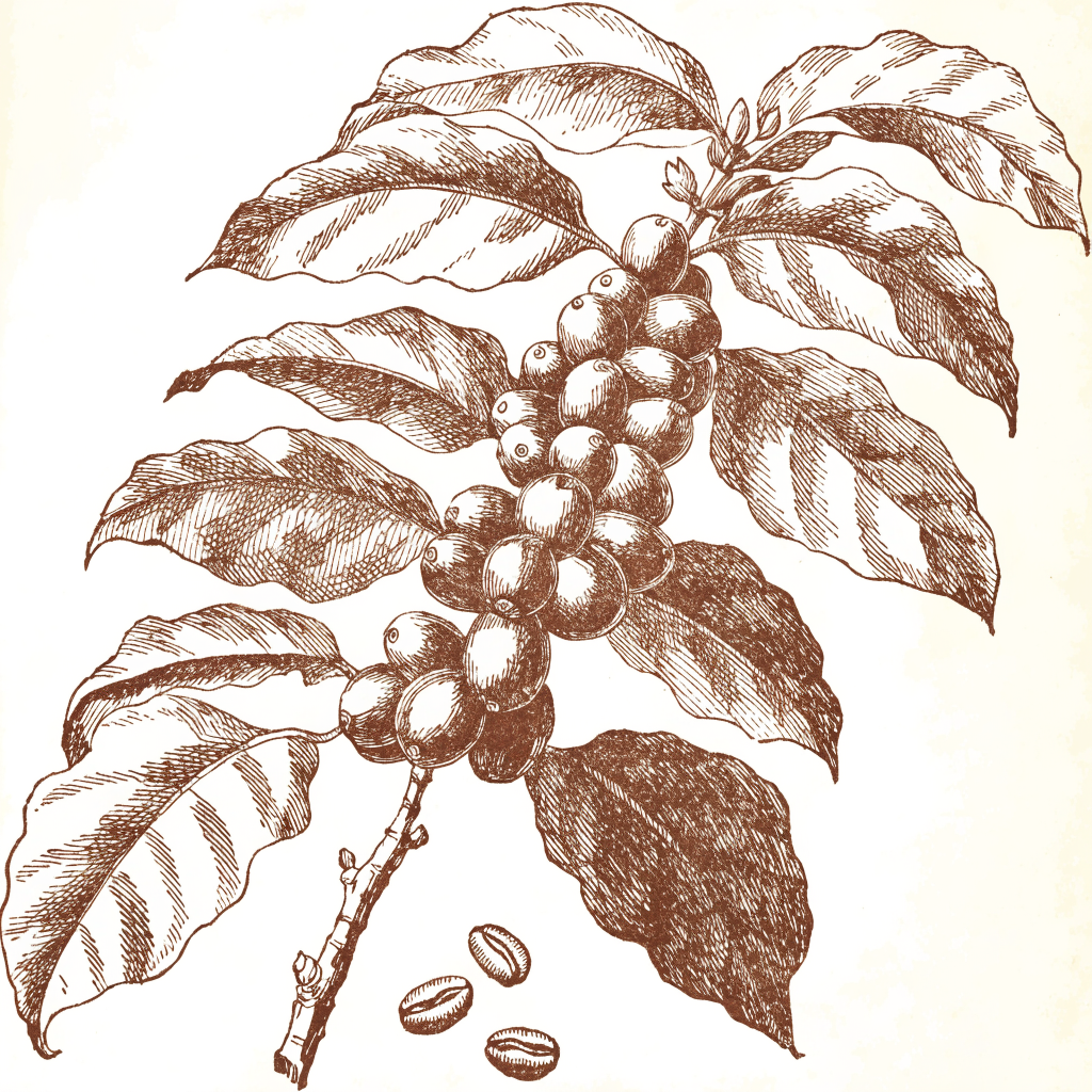 Sepia engraving of a coffee branch with leaves, ripe cherries, and loose beans