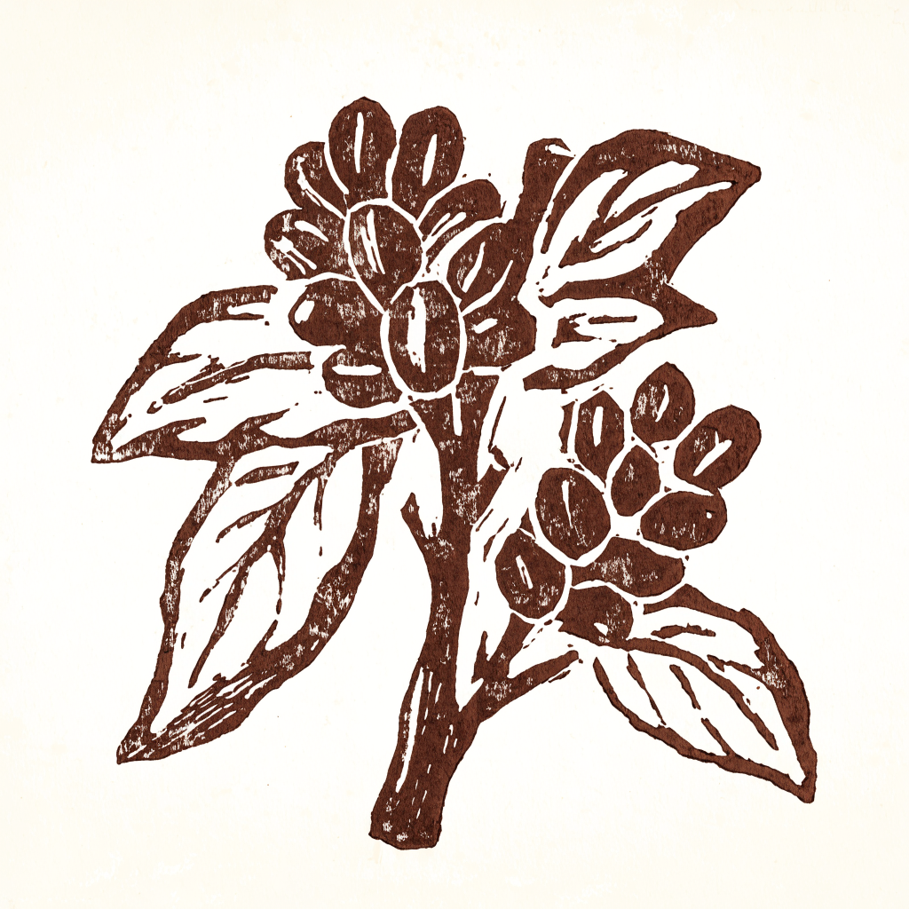 Woodcut print of a coffee branch heavy with cherries